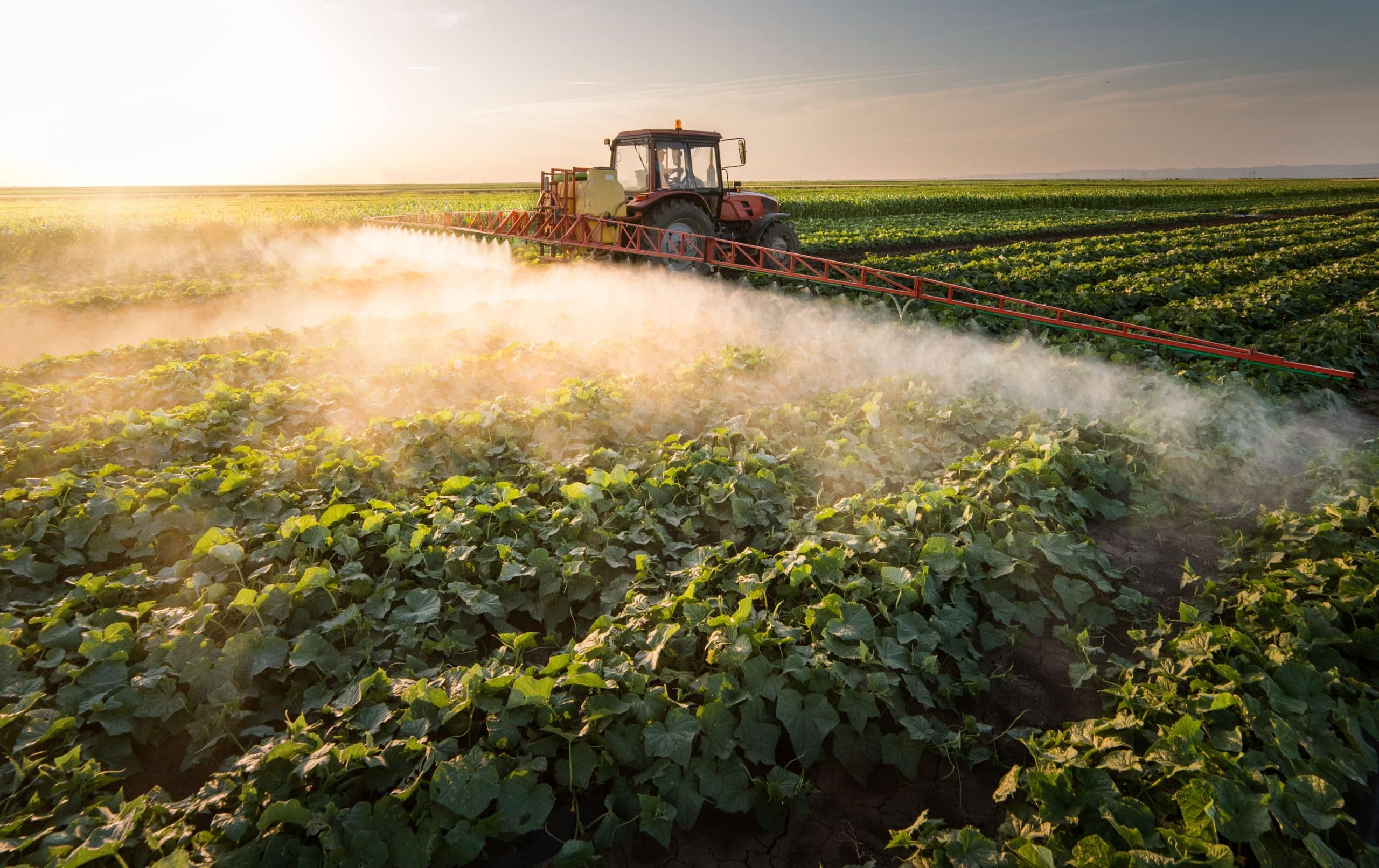 A tractor in a field during sunrise tending to crops